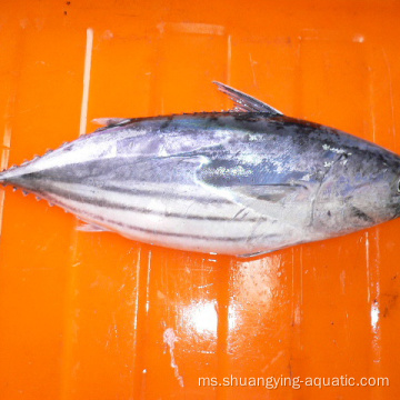 BQF Frozen Seluruh Skipjack Tuna untuk tin dalam tin